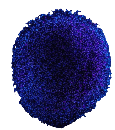 Organoid Intelligence Visualization